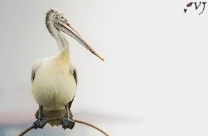 Spot-billed Pelican - கூழைக்கடா